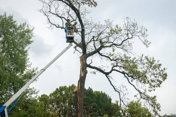 How Our Tree Care Process Works  in  Flordell Hills, MO